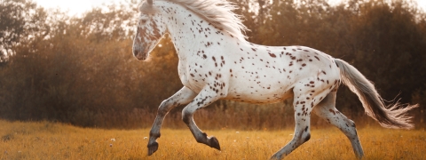 40% Off On Horse First Aid