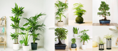 20% Descuento Herramientas Para Plantas
