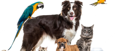 10% alennus koko sivustolla